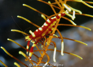Climb shrimp
Nikon D200 , 60 micro ,twin strobo
Dumague... by Marchione Giacomo 